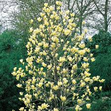 [7759] MAGNOLIA YELLOW BIRD (Caduc, 5 à 10 m)