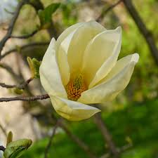 [7761] MAGNOLIA YELLOW LANTERN (Caduc, 3 à 5 m)