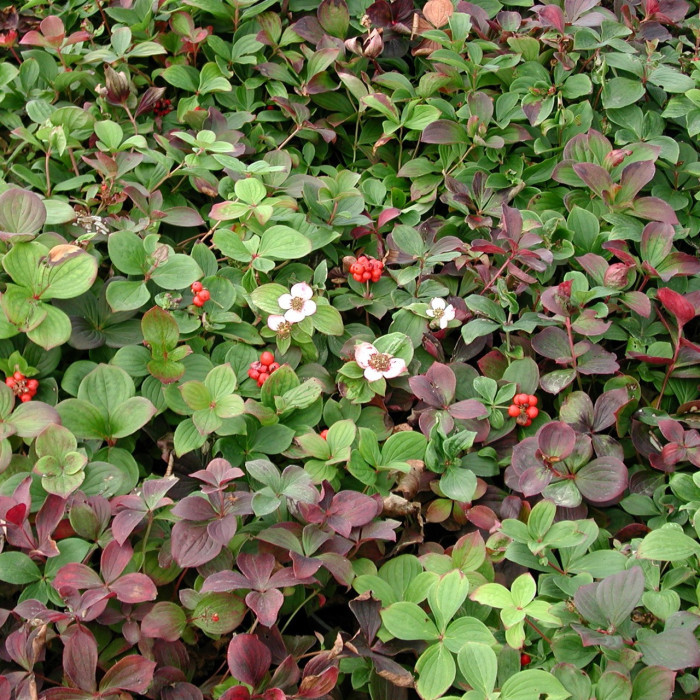 CORNUS CANADENSIS