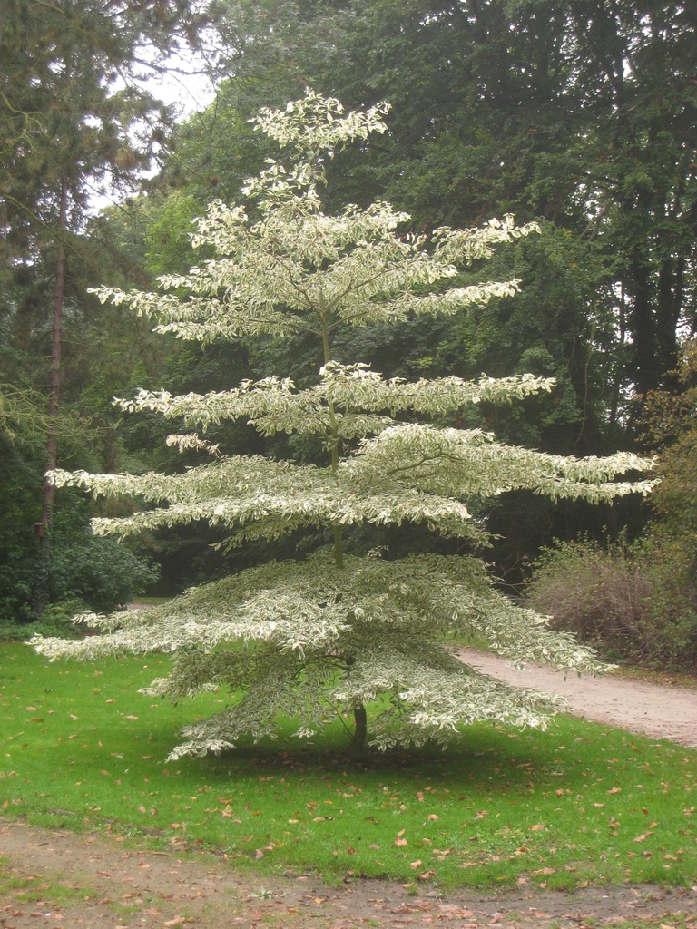 [3396] CORNUS CONTROVERSA (C. BRACHYPODA) (Caduc, 10 à 20 m)
