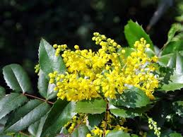 [7764] MAHONIA AQUIFOLIUM (Persistant, 150/200)