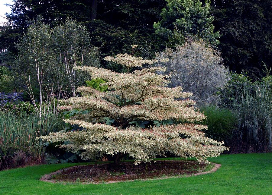CORNUS CONTROVERSA VARIEGATA