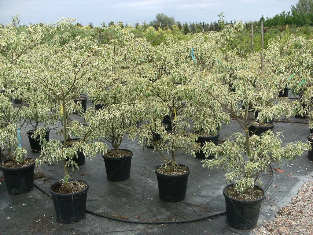 [3404] CORNUS CONTROVERSA VARIEGATA - TIGE (Caduc, 10 à 20 m)