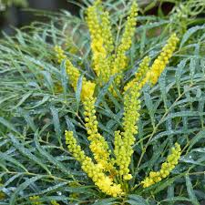 MAHONIA SOFT CARESS