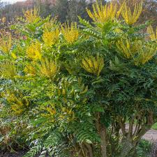MAHONIA WINTER