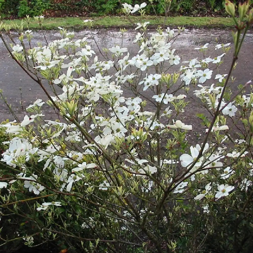 CORNUS DAYBREAK