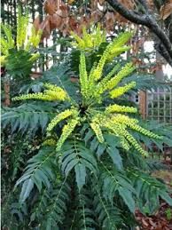[7781] MAHONIA X MEDIA CHARITY (Persistant, 3 à 5 m)
