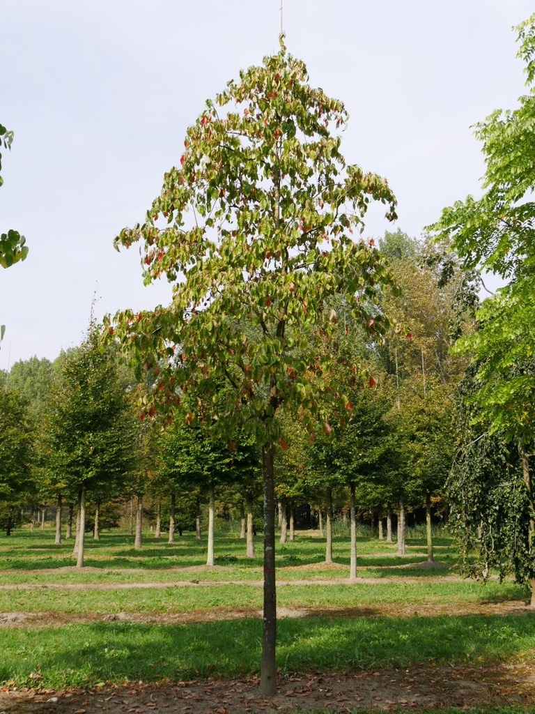 CORNUS EDDIES WHITE WONDER - TIGE