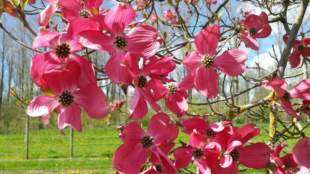 CORNUS FLORIDA
