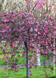 MALUS CHEAL'S WEEPING - QUART TIGE