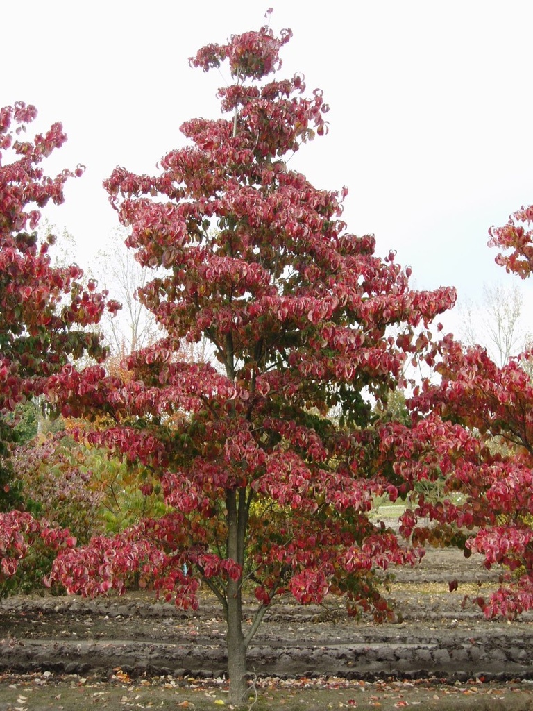 CORNUS FLORIDA CHEEROKEE