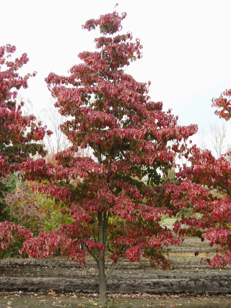[3420] CORNUS FLORIDA CHEEROKEE (Caduc, 5 à 10 m)