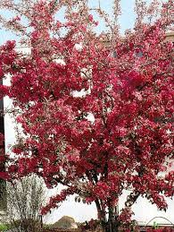 MALUS COCCINELLA