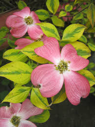 CORNUS FLORIDA CHEROKEE SUNSET