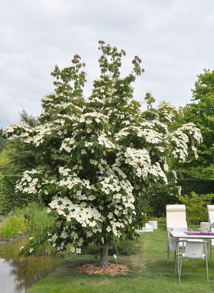 [3427] CORNUS FLORIDA CHINE GIRL (Caduc, 5 à 10 m)
