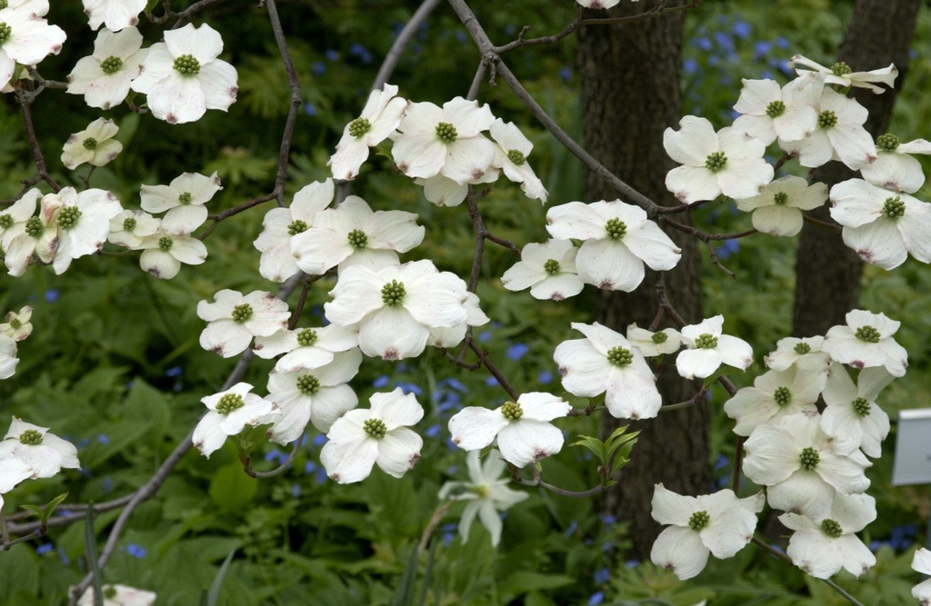 CORNUS FLORIDA CLOUD NINE