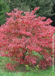 [3439] CORNUS FLORIDA RUBRA (Caduc, 5 à 10 m)