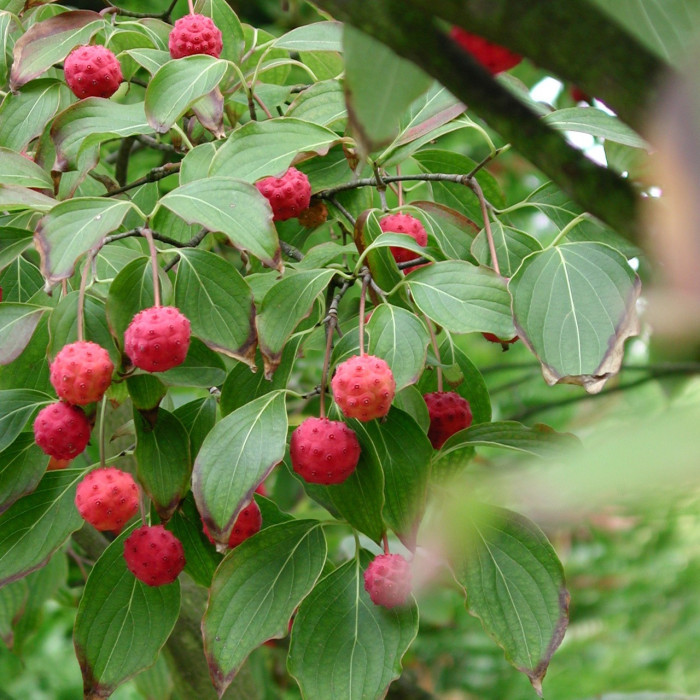 [3449] CORNUS KOUSA (Caduc, 3 à 5 m)