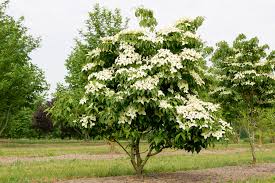 [3456] CORNUS KOUSA CHINENSIS (Caduc, 3 à 5 m)