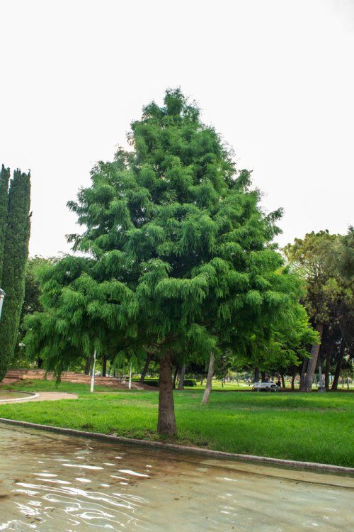 TAXODIUM DISTICHUM