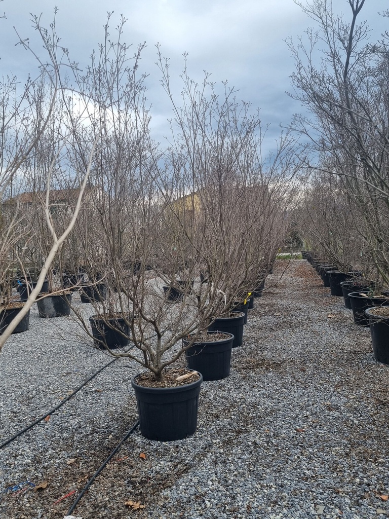 CORNUS KOUSA GIORGIA
