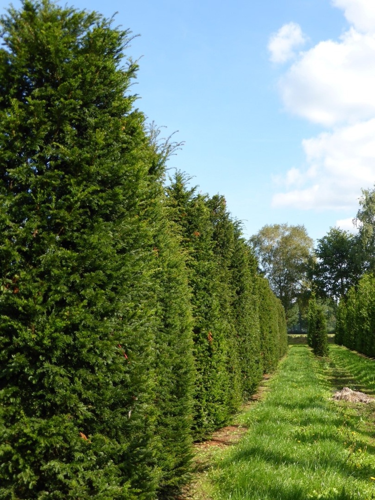 [11657] TAXUS BACCATA (Persistant, 10 à 20 m)