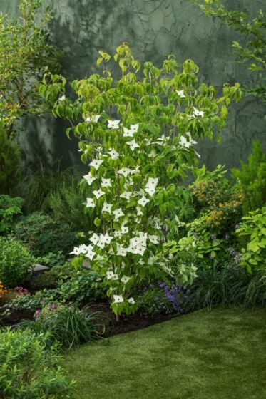 [3478] CORNUS KOUSA MILKY WAY (Caduc, 3 à 5 m)