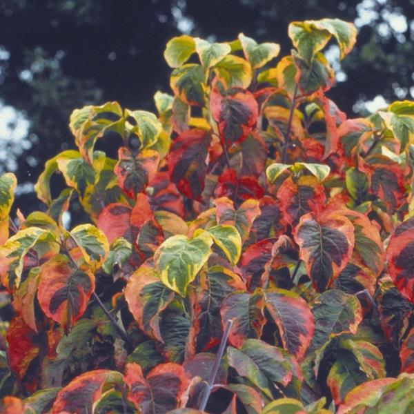 CORNUS KOUSA RAINBOW