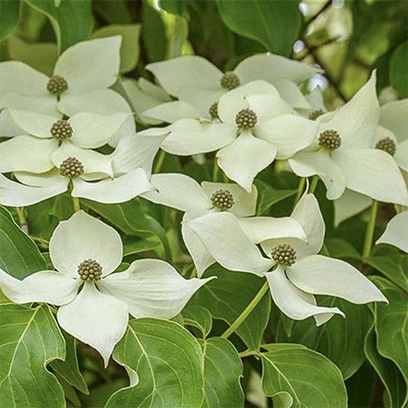 CORNUS KOUSA ROBERTS SELECT