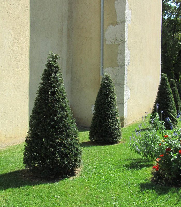 [11660] TAXUS BACCATA - CONE (Persistant, 200/250)