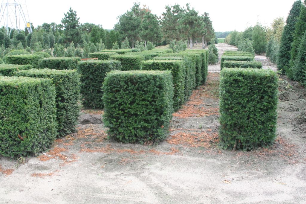 [11661] TAXUS BACCATA - CUBE (Persistant, 100/150)