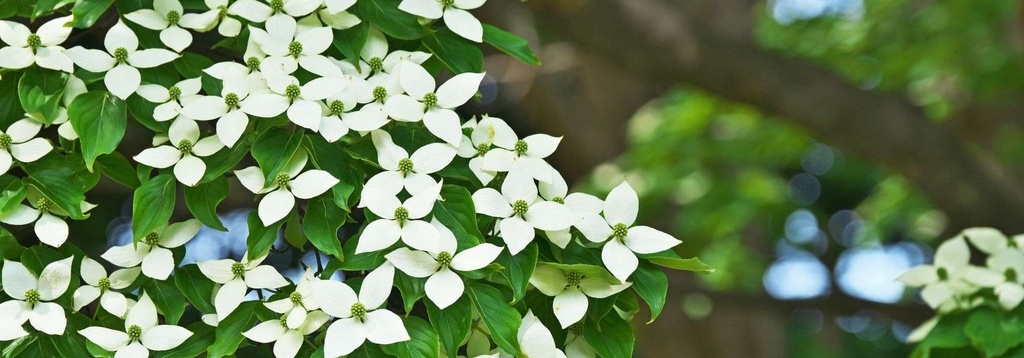 CORNUS KOUSA SILVER AGNES