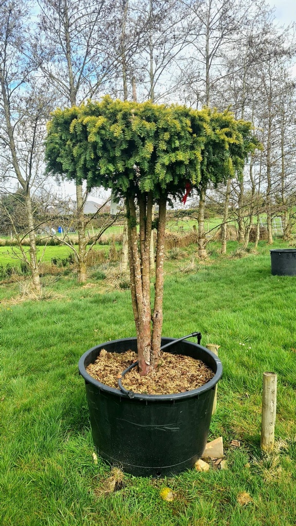 TAXUS BACCATA - PARACHUTE