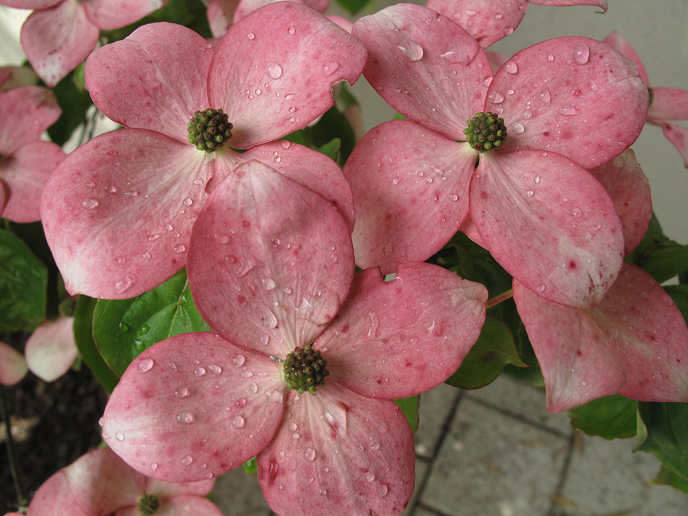 CORNUS KOUSA STELLAR PINK