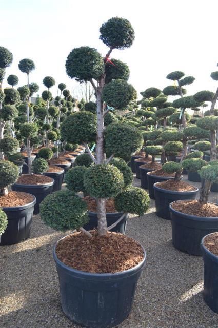 TAXUS BACCATA - POMPONS