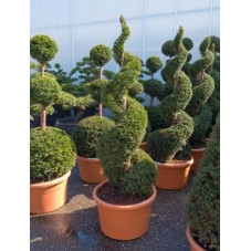[11664] TAXUS BACCATA - SPIRALE (Persistant, 200/250)