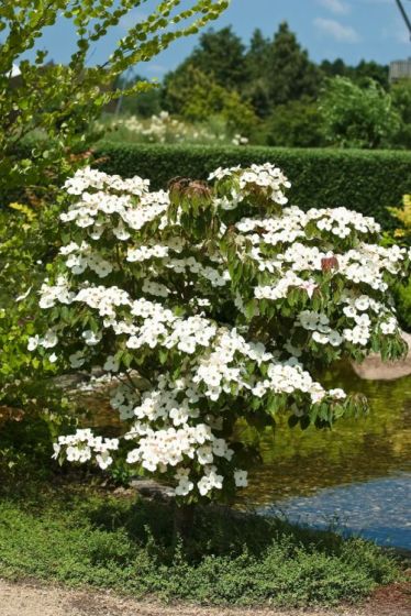 CORNUS KOUSA VENUS