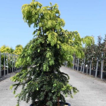 TAXUS BACCATA DOVATSONII AUREA