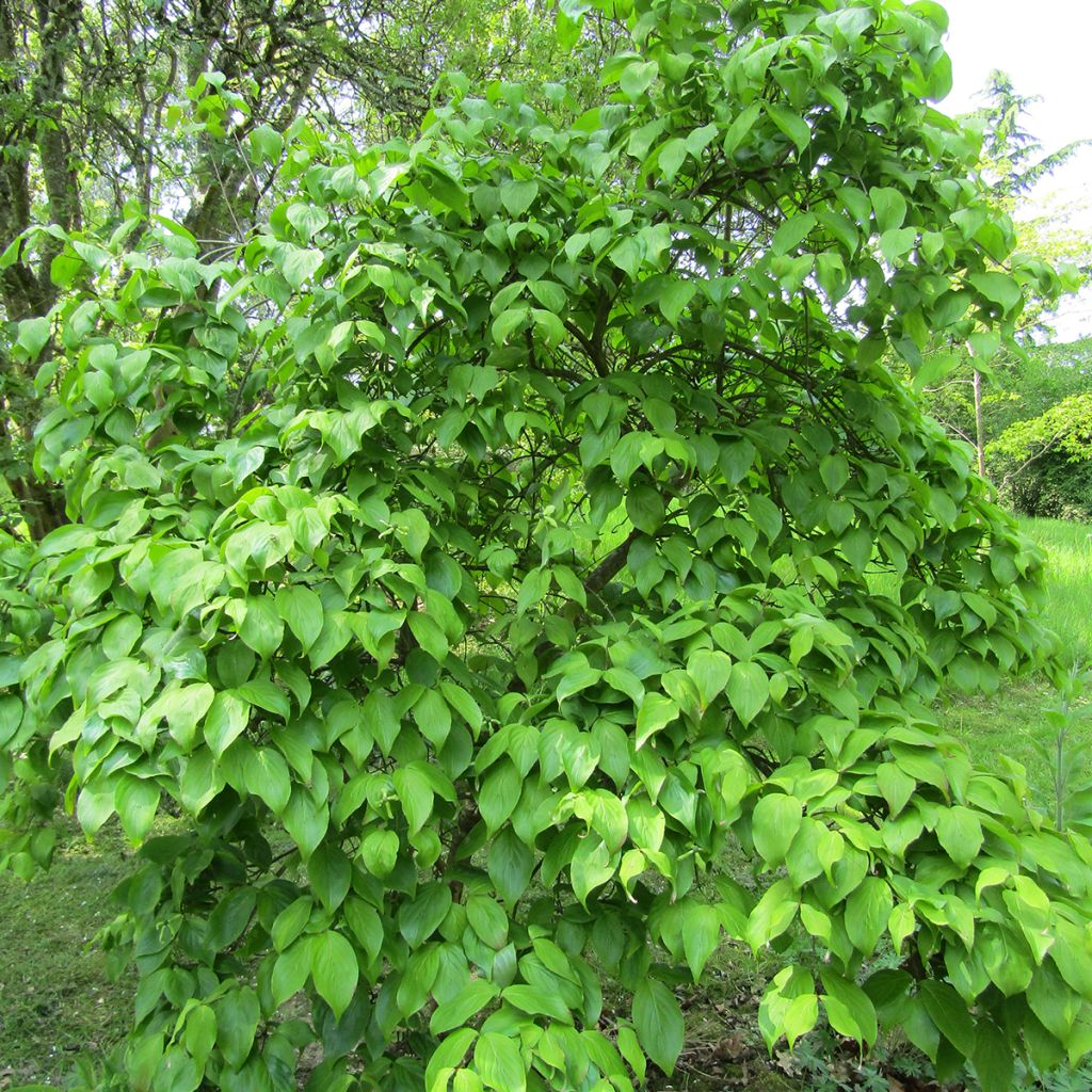 [3504] CORNUS KOUSA WEAVER'S WEEPING - DEMI TIGE (Caduc, 3 à 5 m)