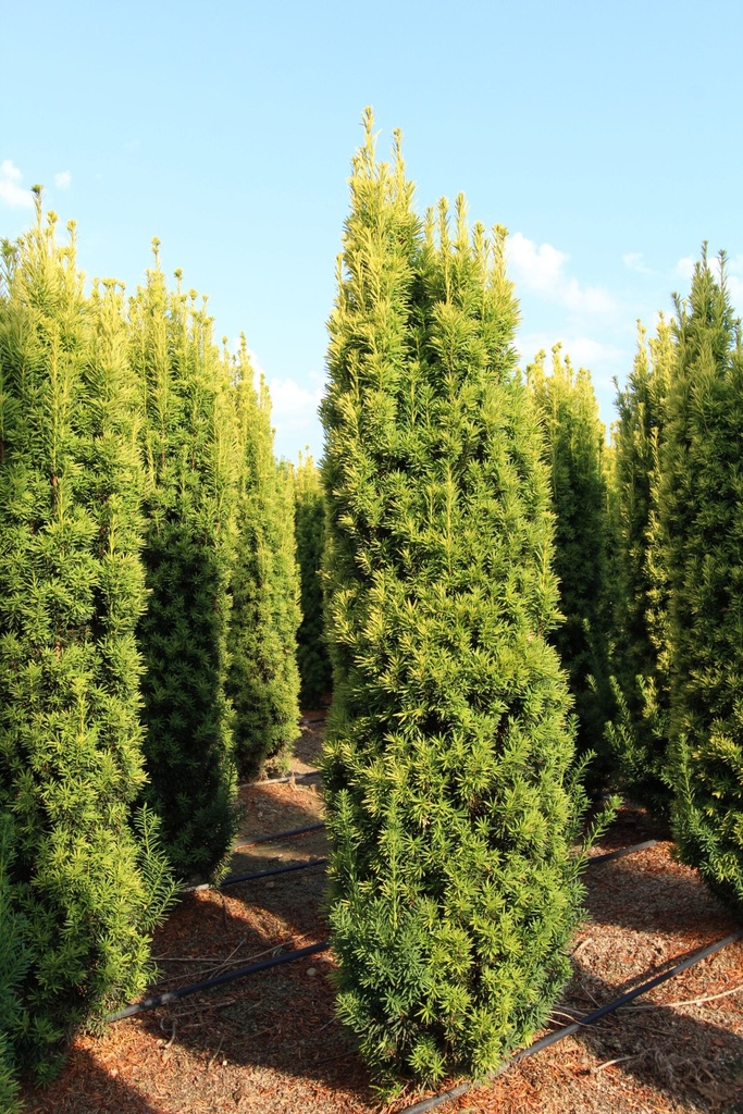 TAXUS BACCATA FASTIGIATA