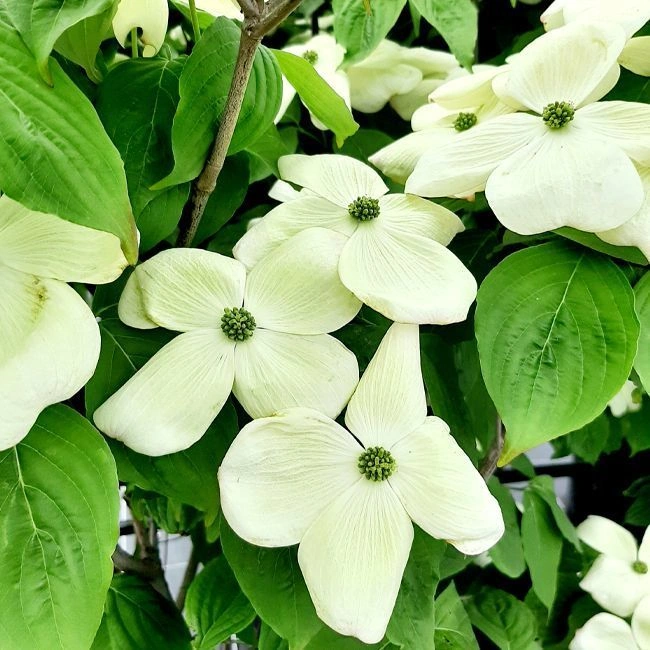 [3506] CORNUS KOUSA X AURORA (Caduc, 3 à 5 m)