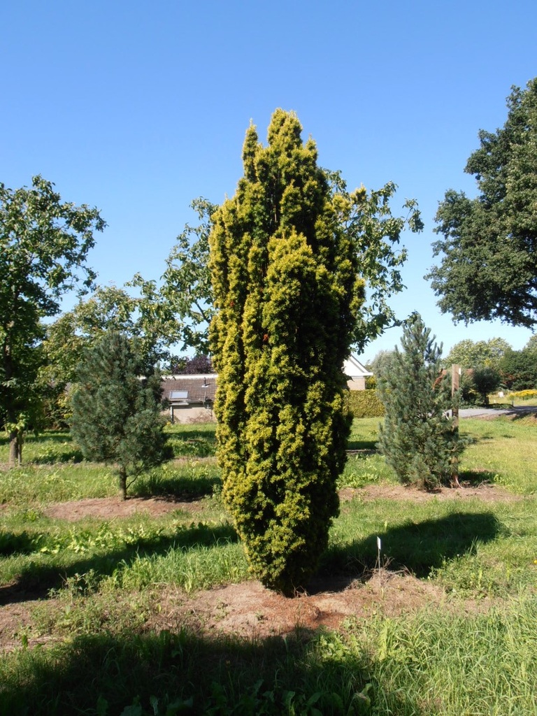 TAXUS BACCATA FASTIGIATA AUREA