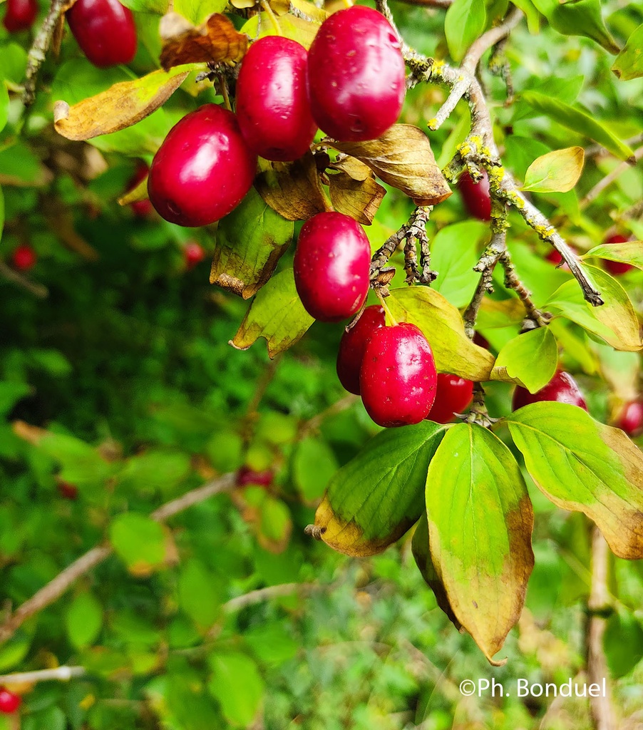 [3508] CORNUS MAS (Caduc, 3 à 5 m)