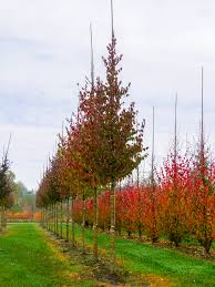 CORNUS MAS - TIGE