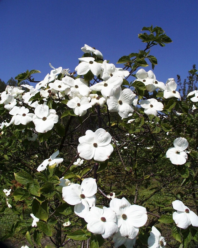 CORNUS NUTTALII EDDIE'S WHITE WONDER