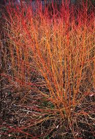 CORNUS SANGUINEA ANNY'S WINTER ORANGE
