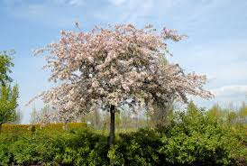 [7842] MALUS FLORIBUNDA - FIORE - TIGE (Caduc, 3 à 5 m)