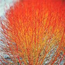 CORNUS SANGUINEA MIDWINTER FIRE