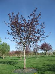 MALUS SIEBOLDII - TIGE