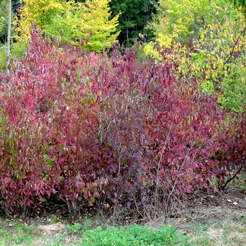 [3559] CORNUS SANGUINEA WINTER BEAUTY (Caduc, 150/200)